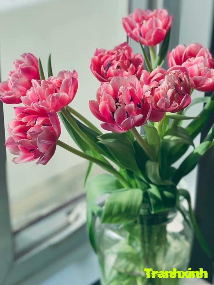 hoa tulip và tình yêu