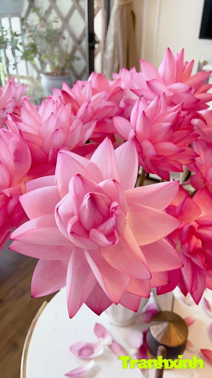 Sưu tầm 263+ ảnh hoa sen full HD cực đẹp dành cho điện thoại