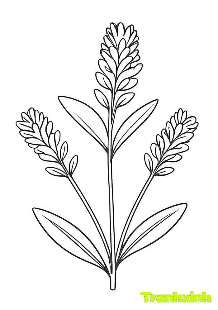 tranh tô màu bông hoa 13