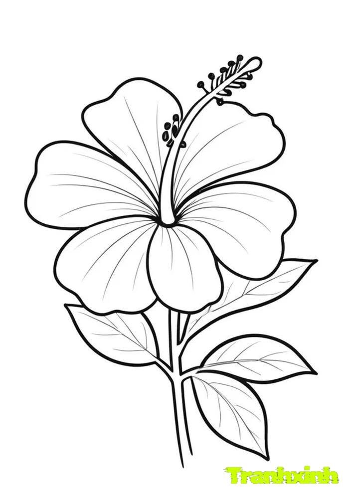 tranh tô màu bông hoa 14