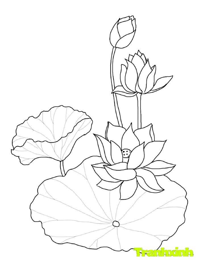 tranh tô màu bông hoa 35