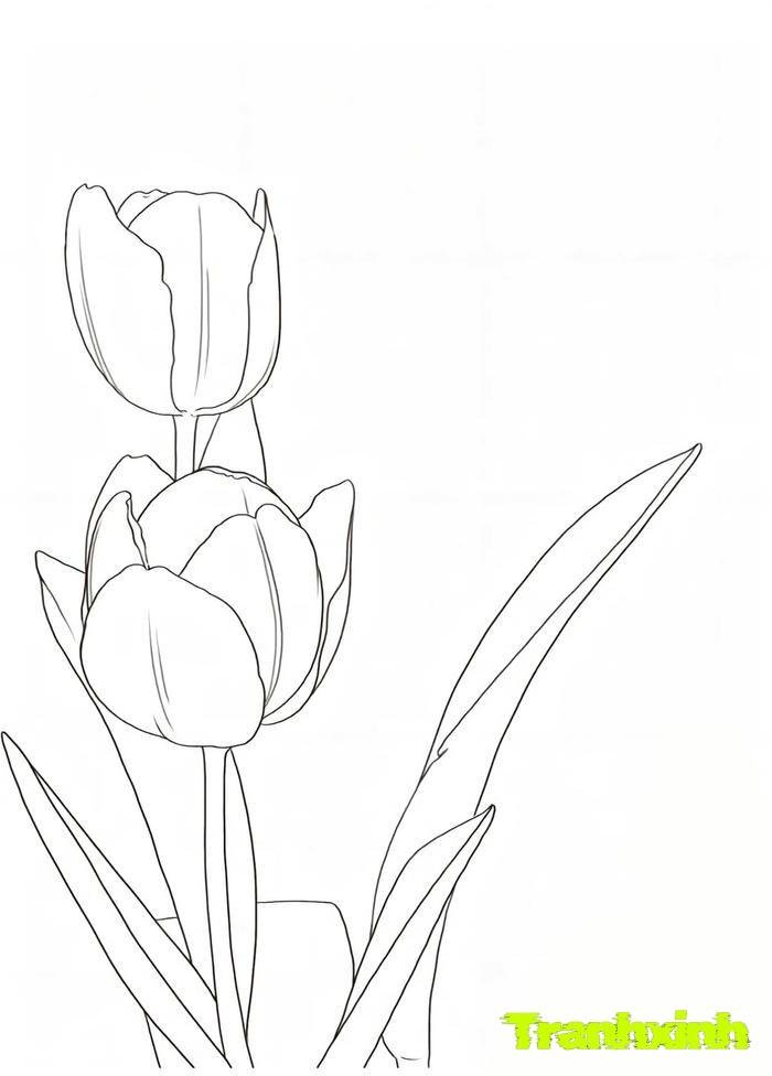 tranh tô màu bông hoa 37