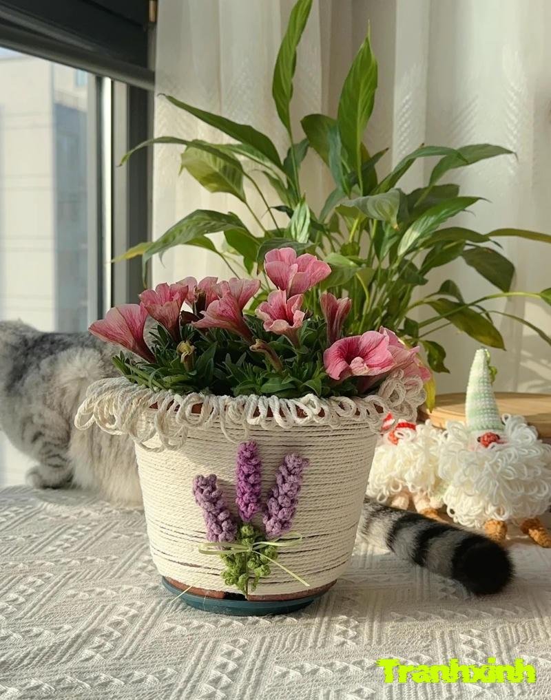 ảnh đẹp trang trí chậu cây
