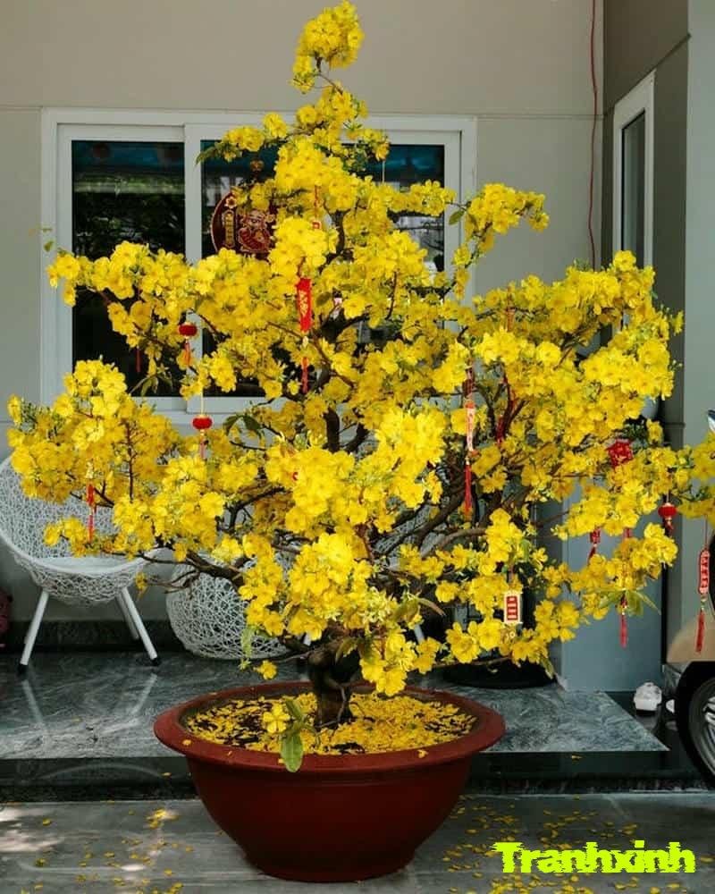 anh trang trí cây mai