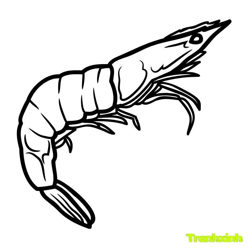 ảnh tranh tô màu con tôm