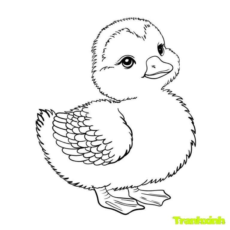 anh tranh tô màu con vịt