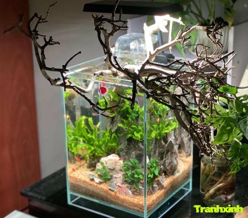 bể biotop sỏi suối