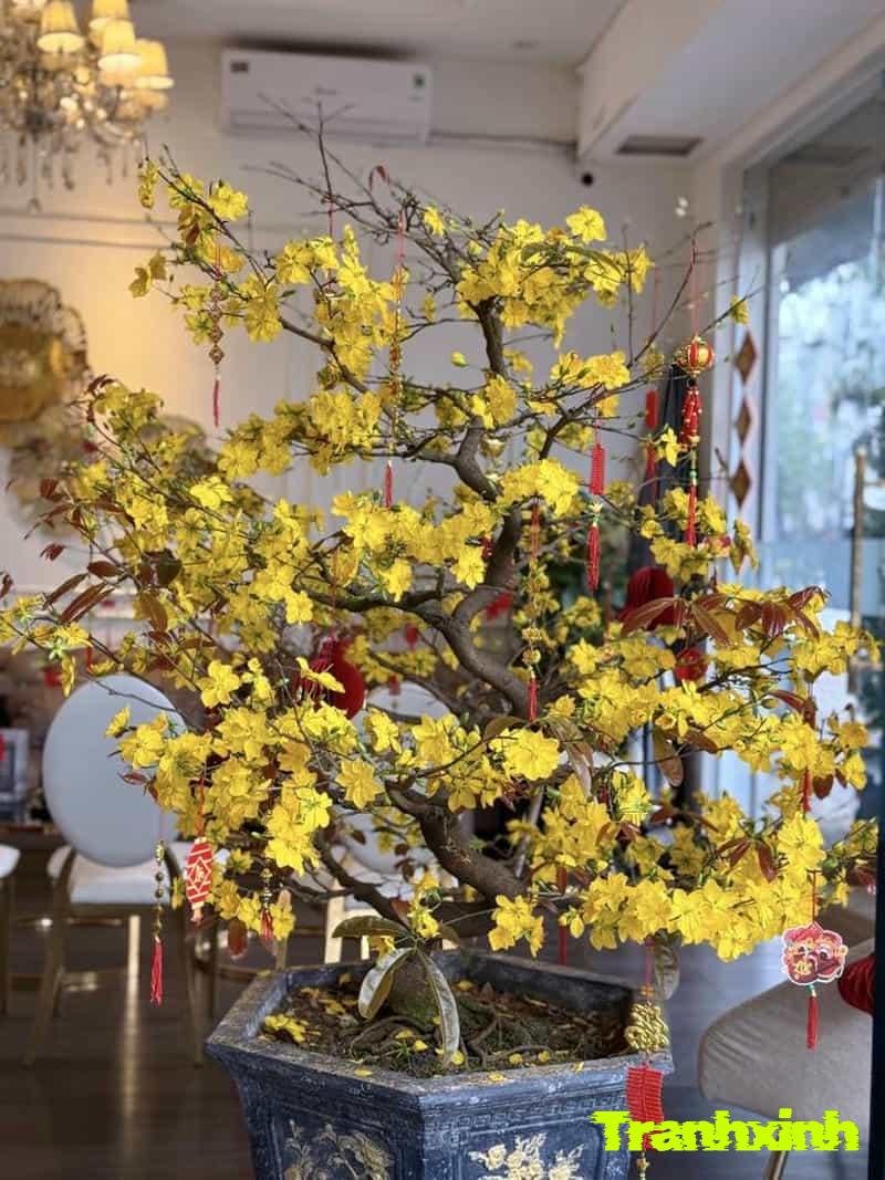 cây hoa mai tết đẹp