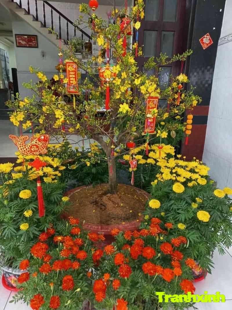 cây mai giả trang trí tết