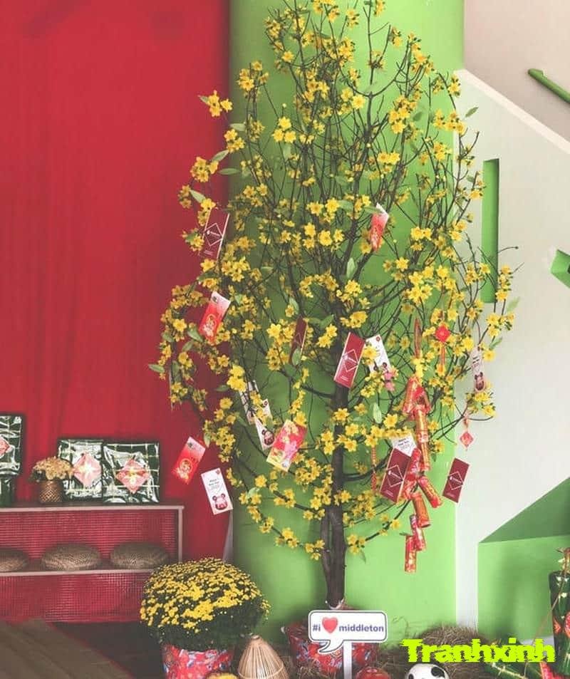 cây mai trang trí tết