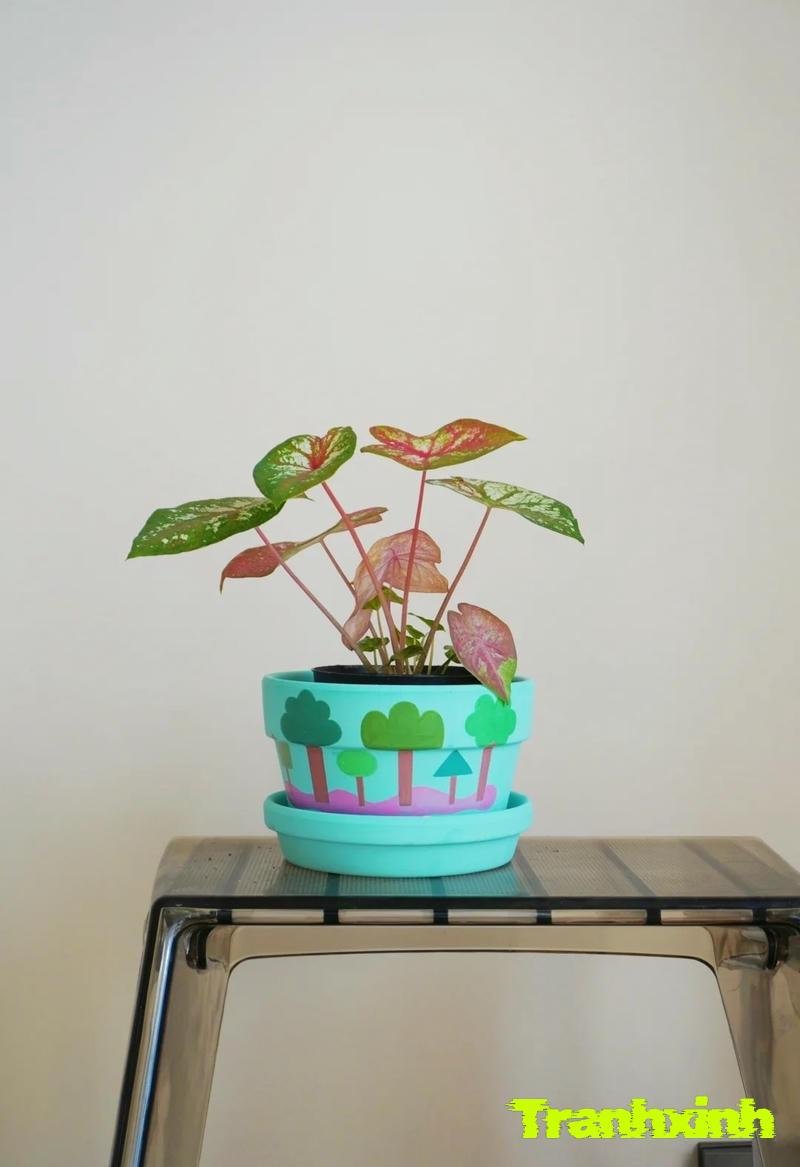 chậu cây trang trí phòng khách