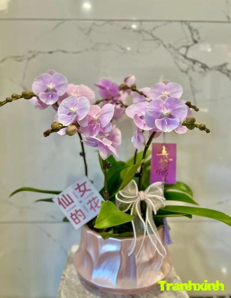 chậu cây trang trí