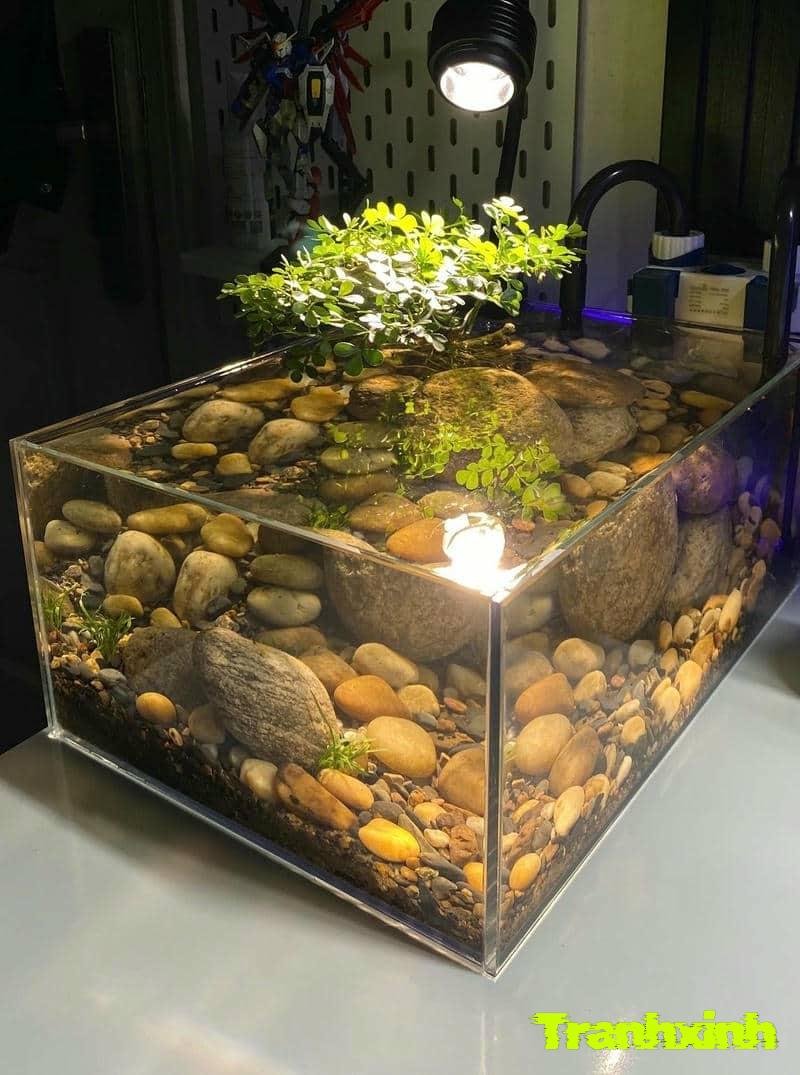 đồ trang trí bể cá