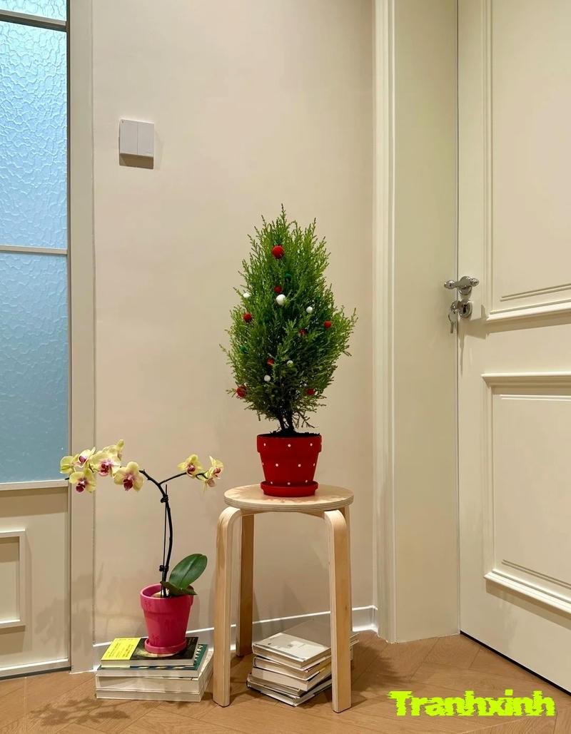 hinh ảnh trang trí chậu cây