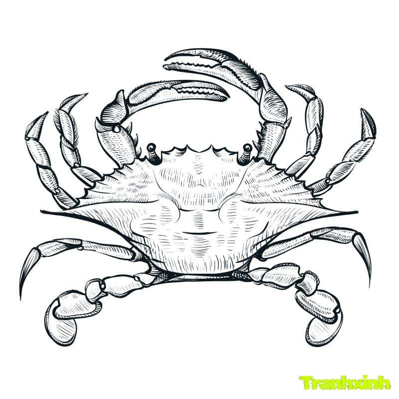 hinh anh tranh tô màu con cua (1)