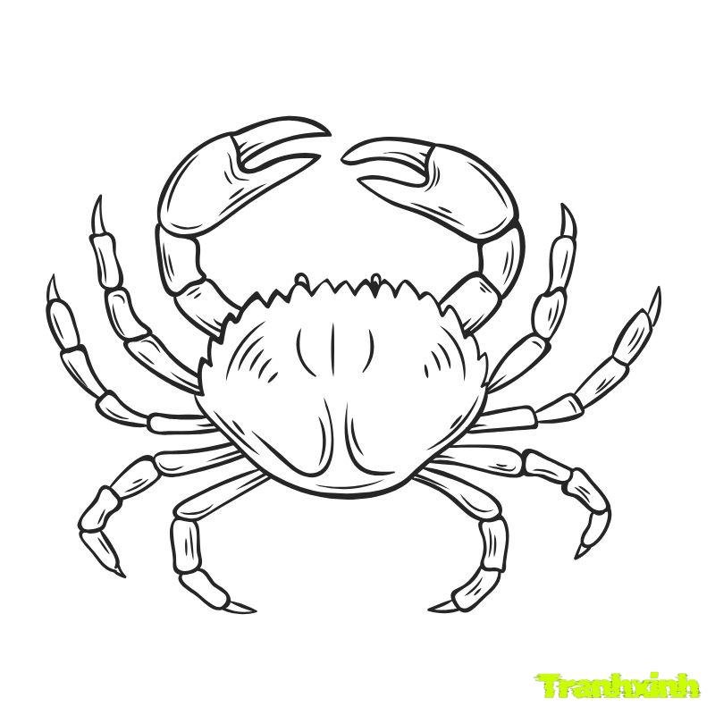 hinh ảnh tranh tô màu con cua