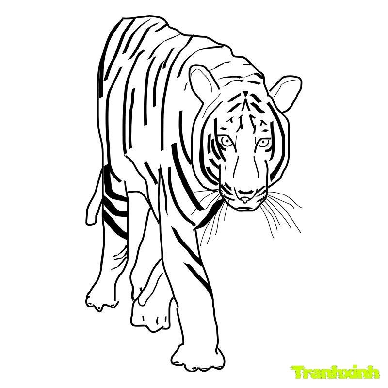 hình ảnh tranh tô màu con hổ