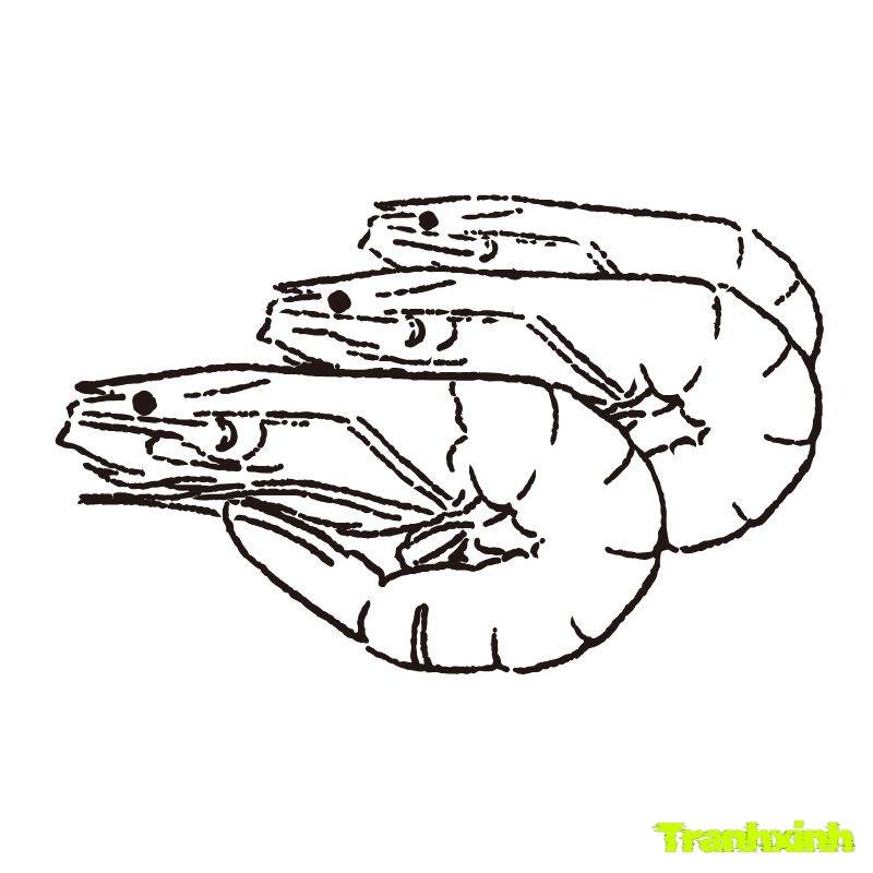 hình ảnh tranh tô màu con tôm