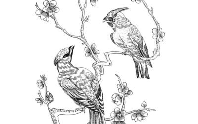 hình con chim cho bé tô màu