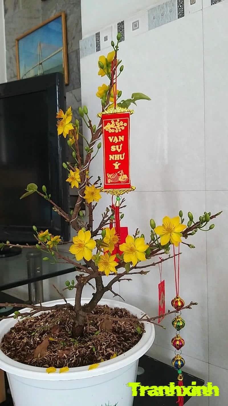 hình trang trí cây mai