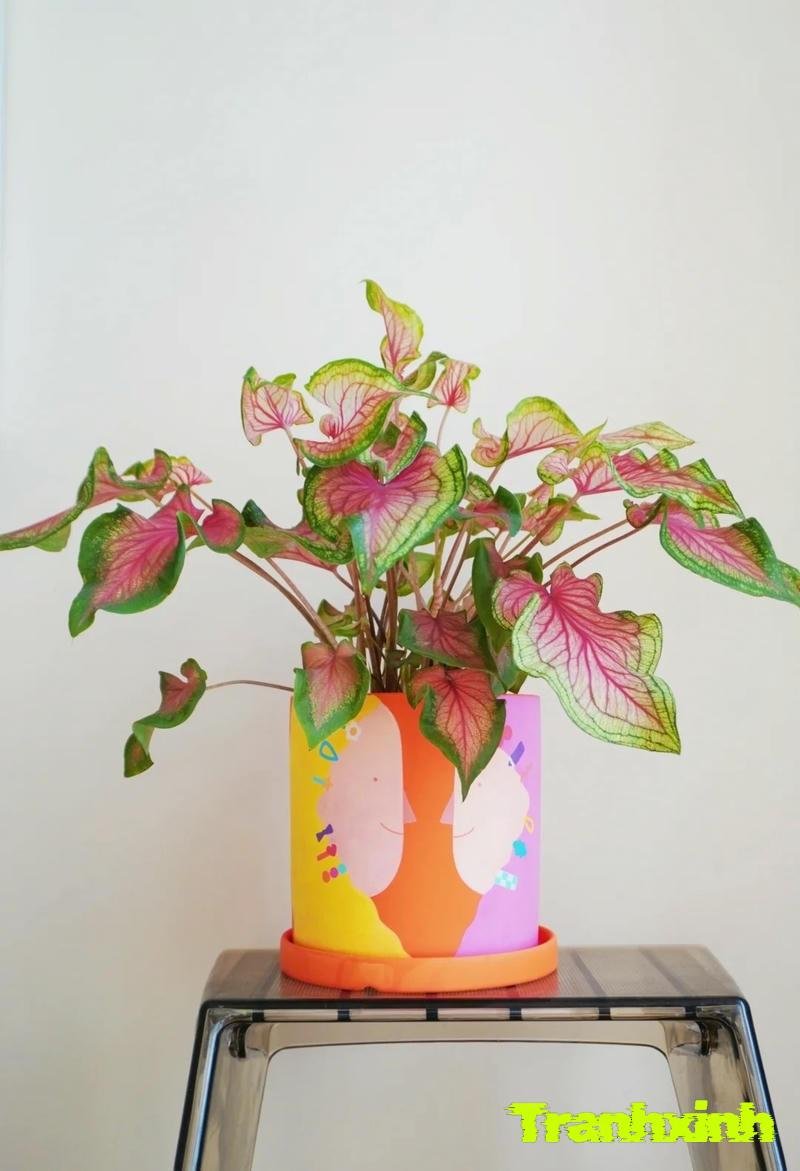 hình trang trí chậu cây