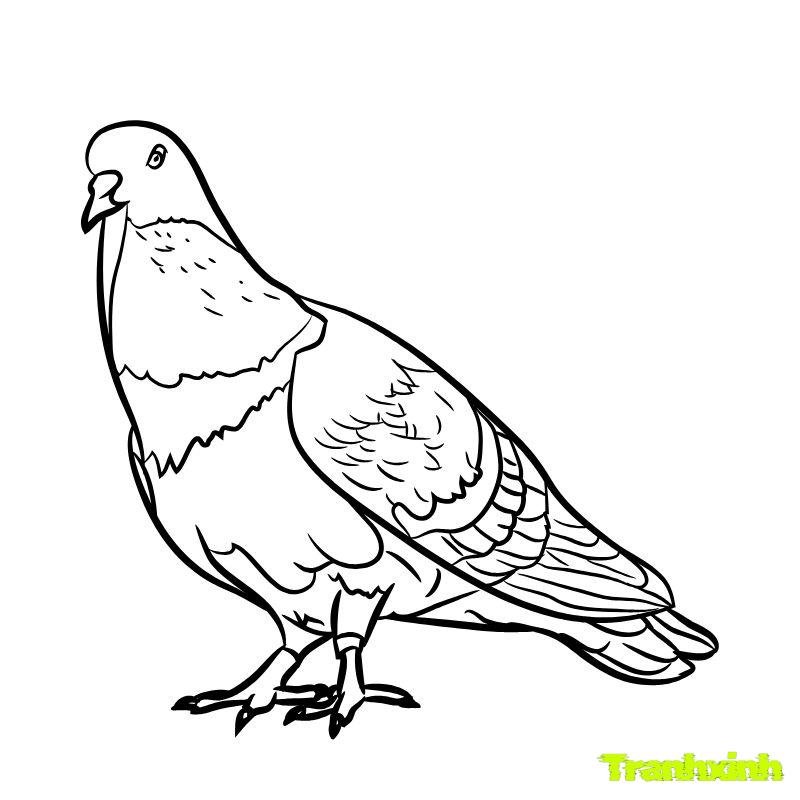 hinh tranh tô màu con chim đẹp