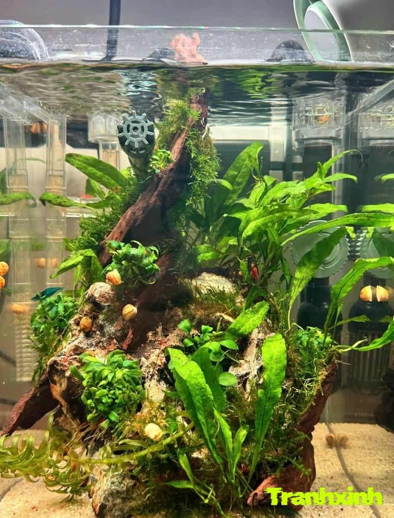 phụ kiện trang trí bể cá