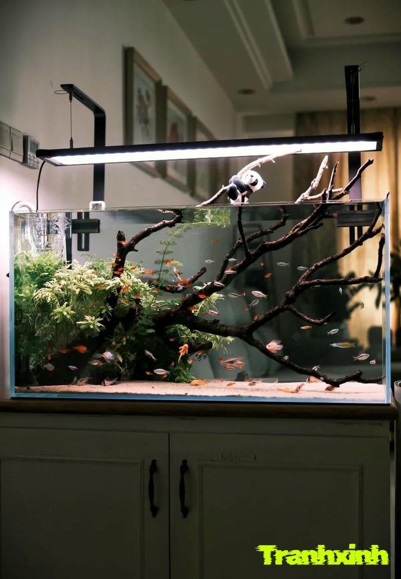 san hô trang trí bể cá