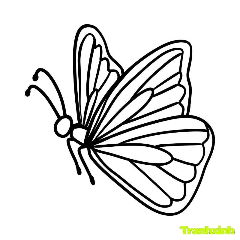 tô con bướm