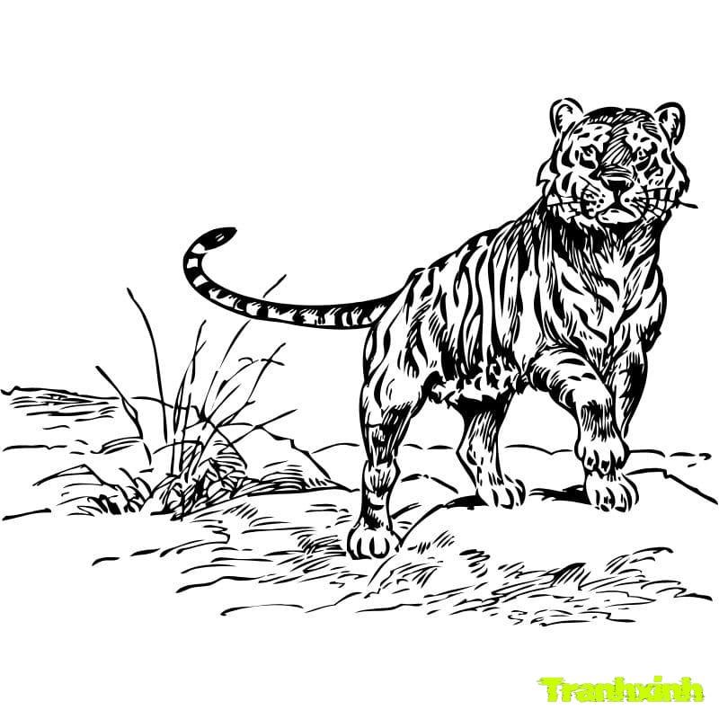 tô màu tranh con hổ (1)