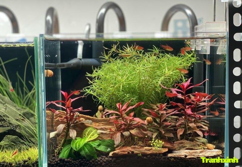 trang trí bể cá 1m2