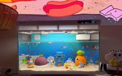 trang trí bể cá cát