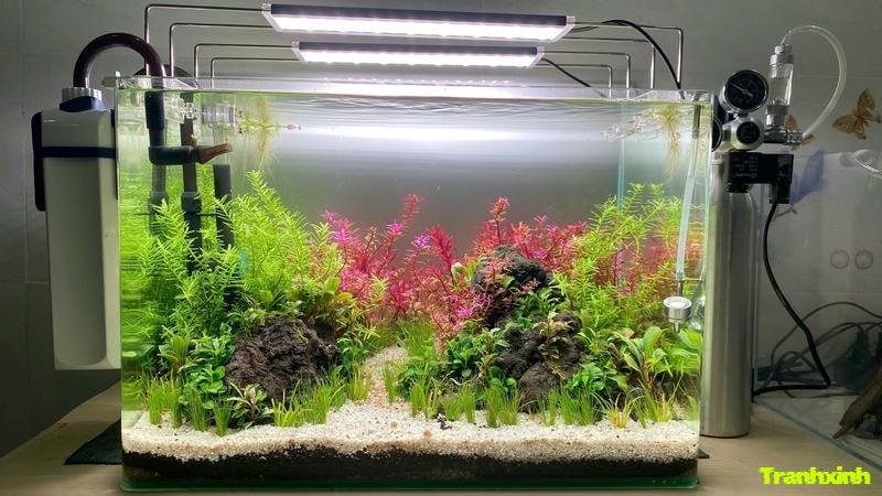 trang trí bể cá đẹp