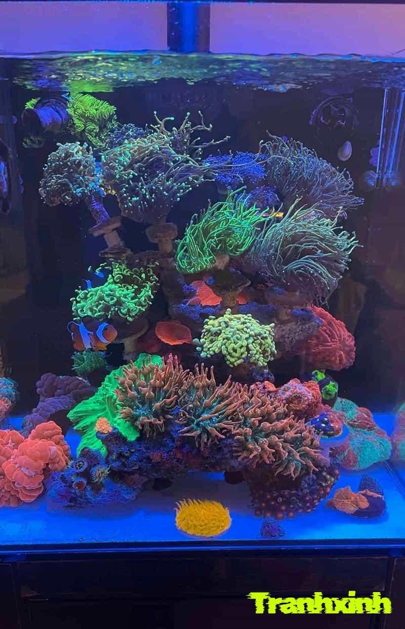 trang trí bể cá đẹp