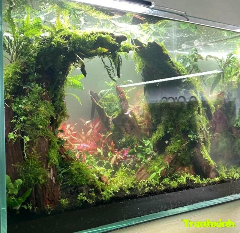 trang trí bể cá hd