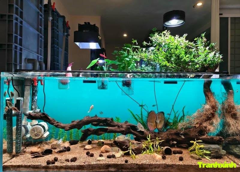 trang trí bể cá lạ mắt