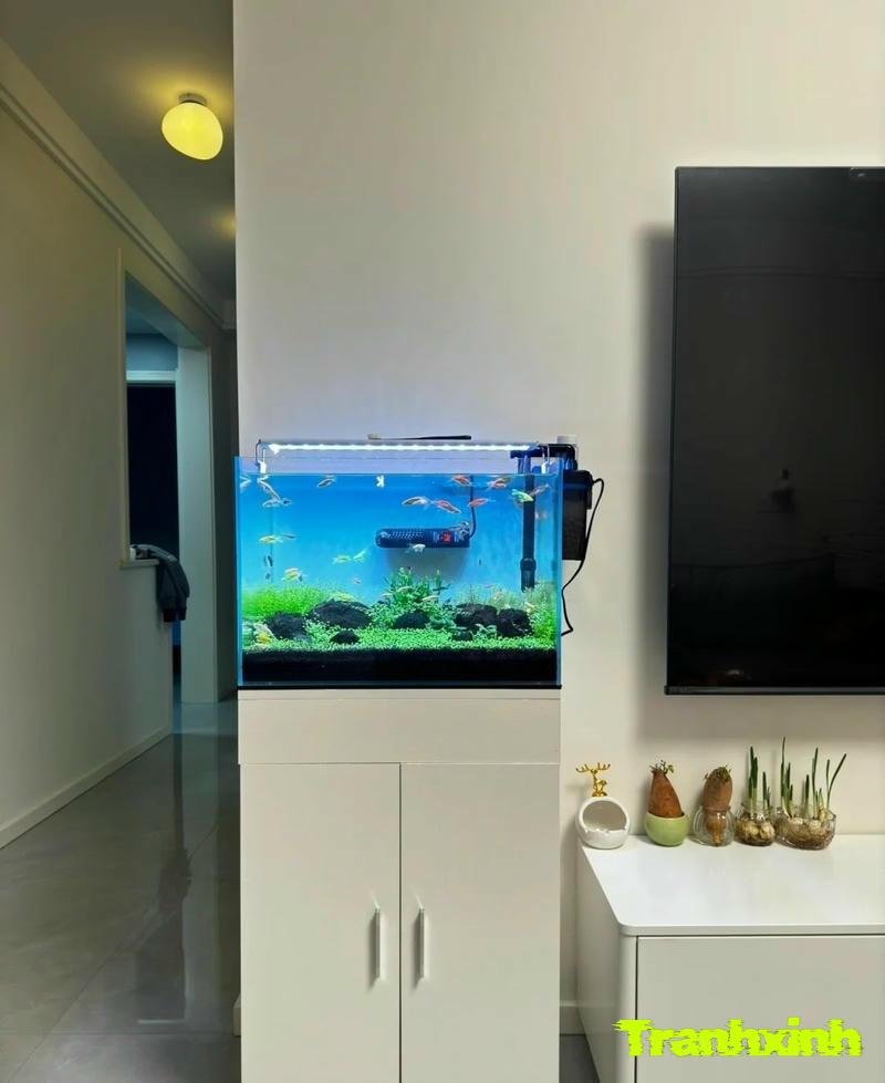 trang trí bể cá nước mặn