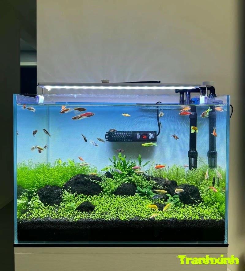trang trí bể cá toàn cỏ