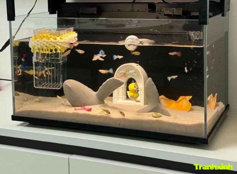 trang trí bể cá trong