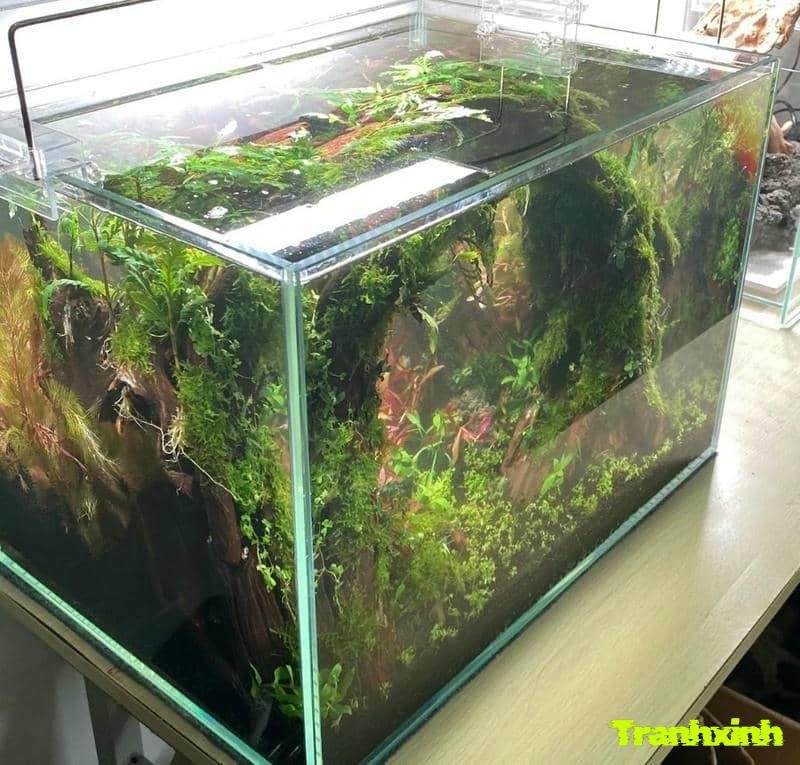 trang trí bể cá xanh