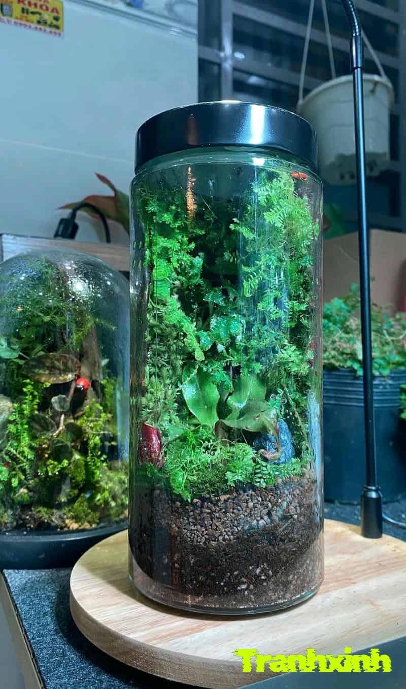 trang trí bể cá