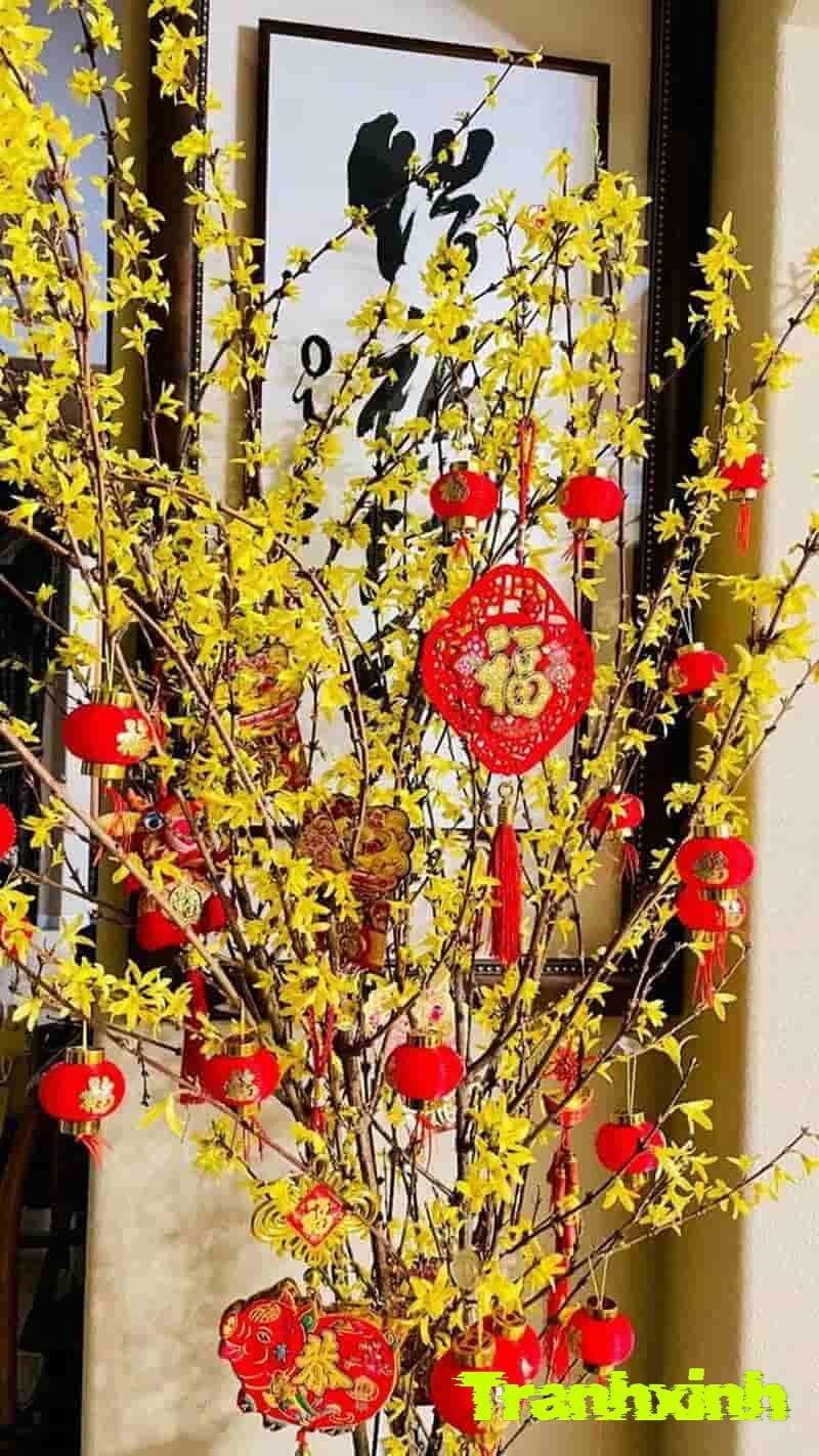 trang trí cây mai full hd