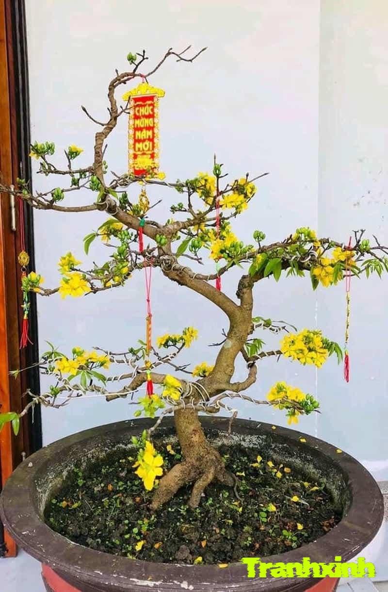 trang trí cây mai ngày tết