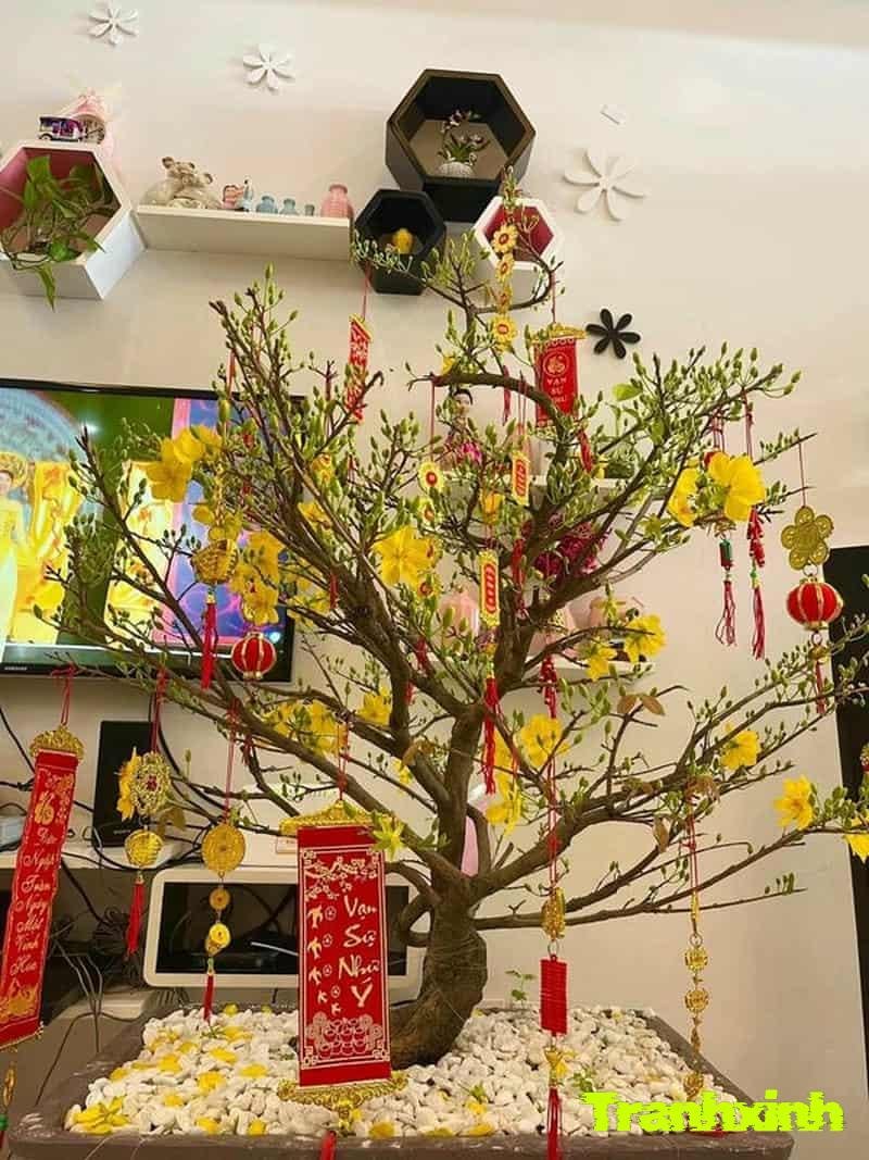 trang trí cây mai tết