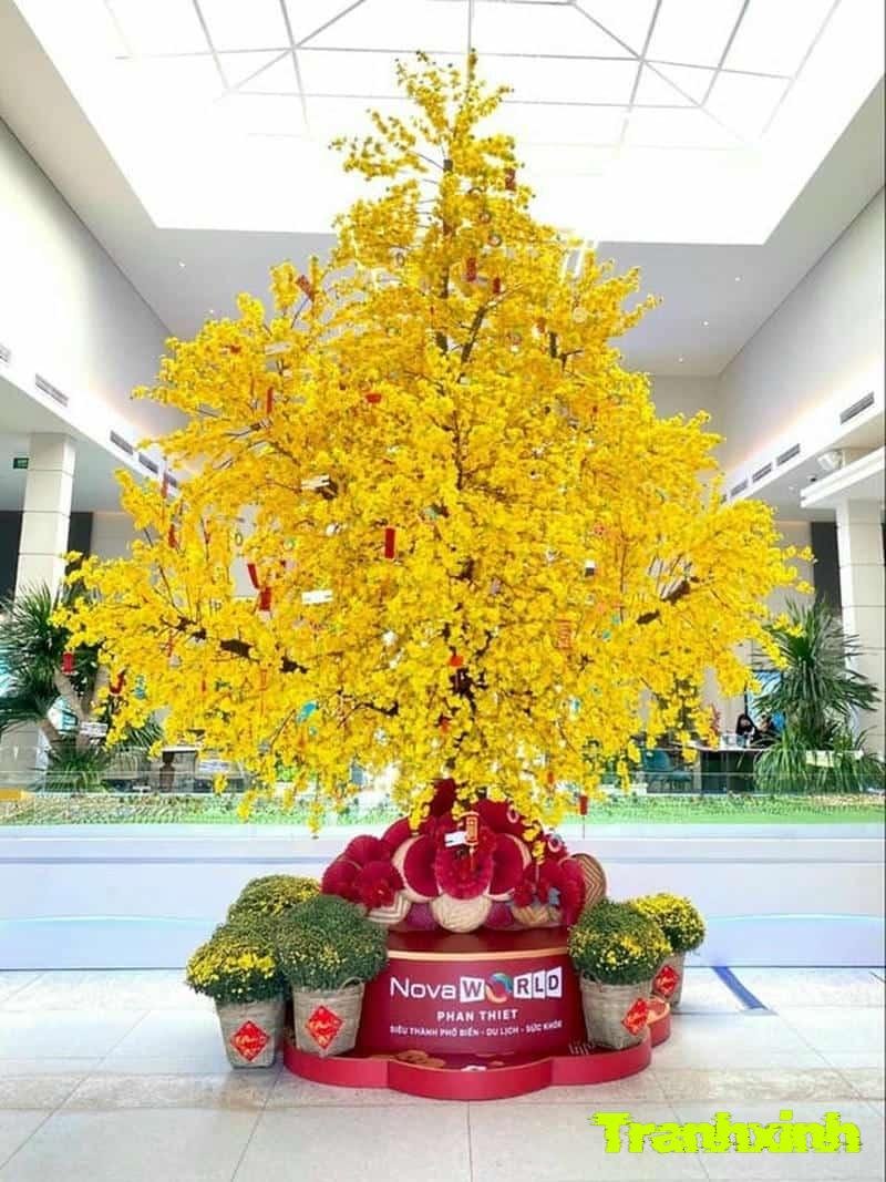 trang trí cây mai to