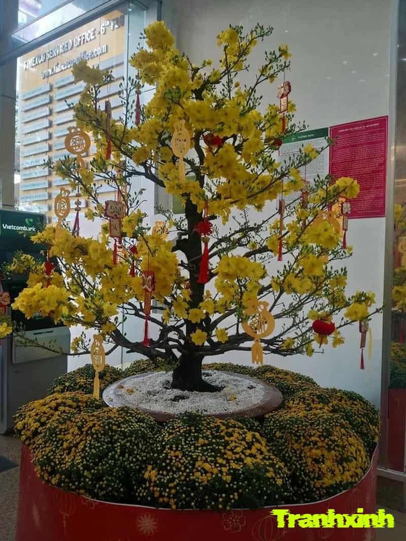 trang trí cây mai vàng