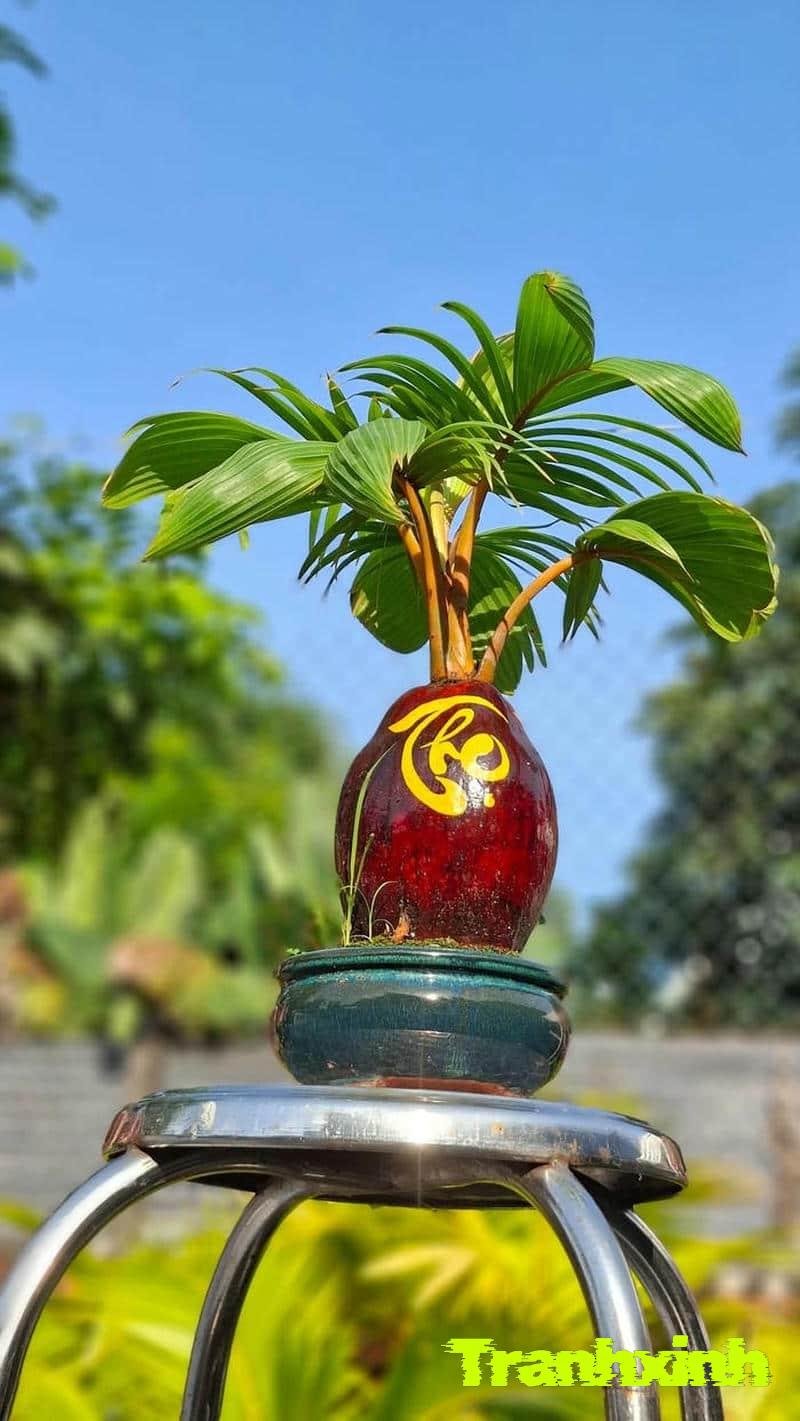 trang trí cây tết đẹp