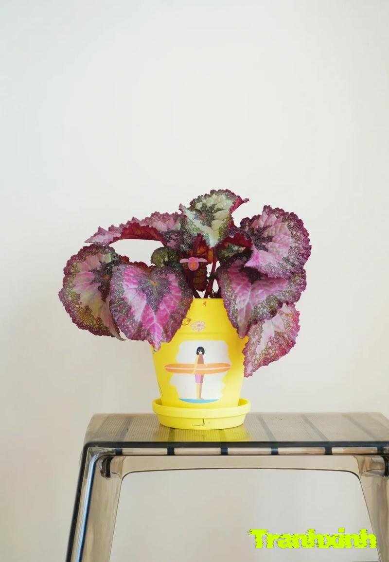 trang trí chậu cây bằng chai nhựa