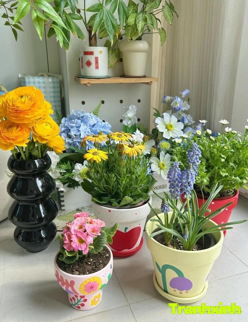 trang trí chậu cây hd