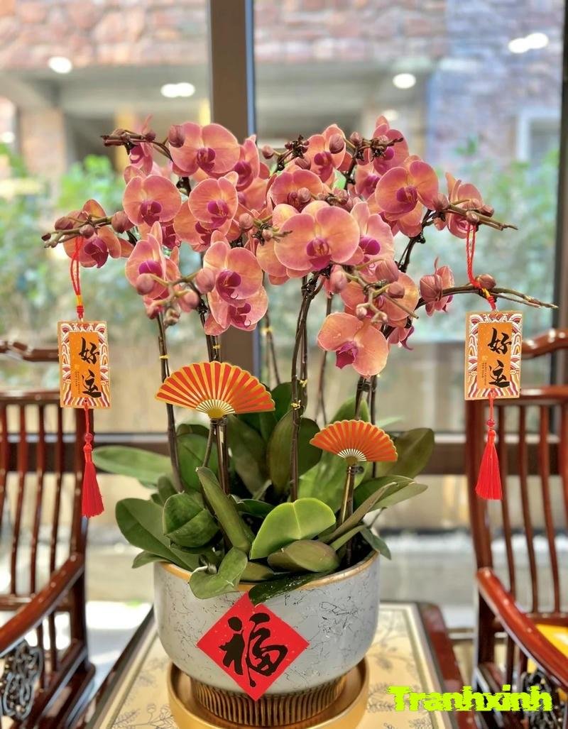 trang trí chậu cây hoa tết